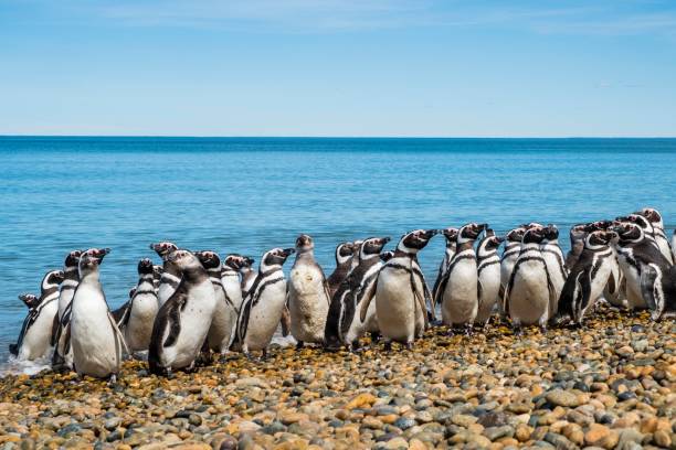 die größte kolonie der magellanpinguine am ufer des atlantischen ozeans - penguin colony nobody horizontal stock-fotos und bilder