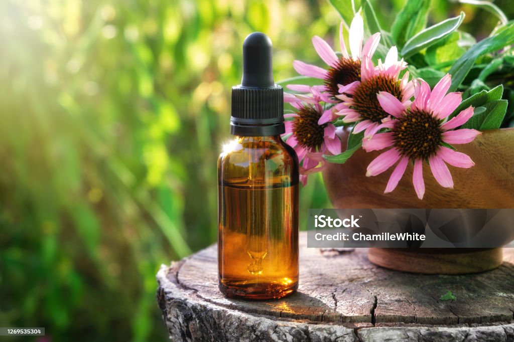 Dropper bottle of echinacea essential oil or tincture, wooden mortar of coneflowers outdoors. Alternative medicine Tincture Stock Photo