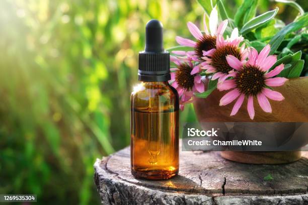 Dropper Bottle Of Echinacea Essential Oil Or Tincture Wooden Mortar Of Coneflowers Outdoors Alternative Medicine Stock Photo - Download Image Now