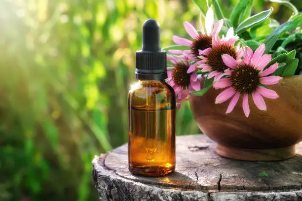 Photo of Dropper bottle of echinacea essential oil or tincture, wooden mortar of coneflowers outdoors. Alternative medicine