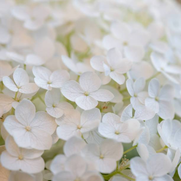 istock macro close - up of the sphere - shaped white bloom of a 'smooth hydrangea' (Hydrangea arborescens) plant 1269535512