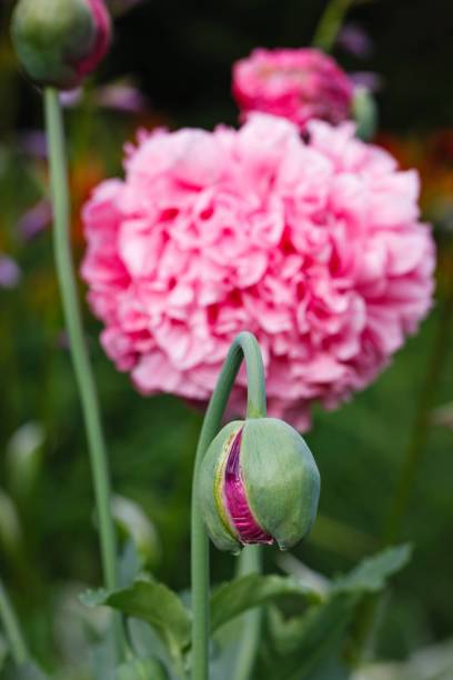 istock flowering opium poppy plants (Papaver somniferum), focus is on the seed head 1269535552