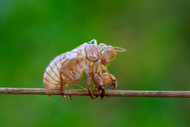istock Beautiful nature scene macro cicada molting 1269535554