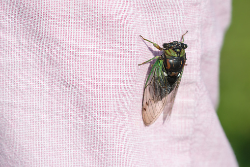 Macro picture of cicada Lyristes plebejus on plant on nature location of Croatia, Europe