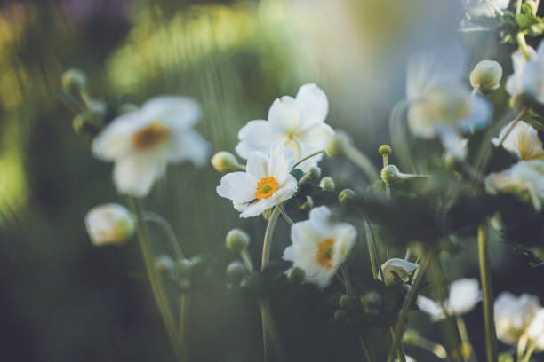 white anemone flowers stock photo