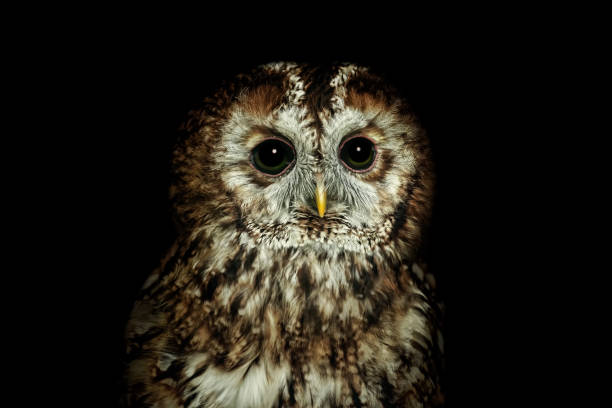 Tawny owl or brown owl (Strix aluco) - fotografia de stock