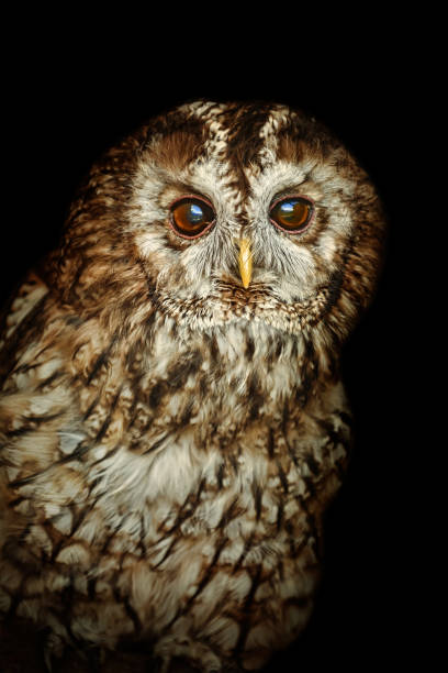 istock Tawny owl or brown owl (Strix aluco) 1269539222