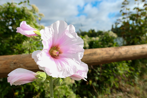 Macro photography of flower called alcea rosea. Selective focus, deliberately blurred background.