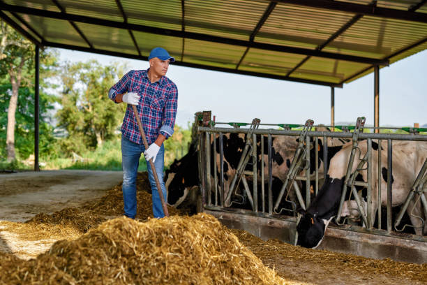istock Farmer is working on farm with dairy cows 1269540227