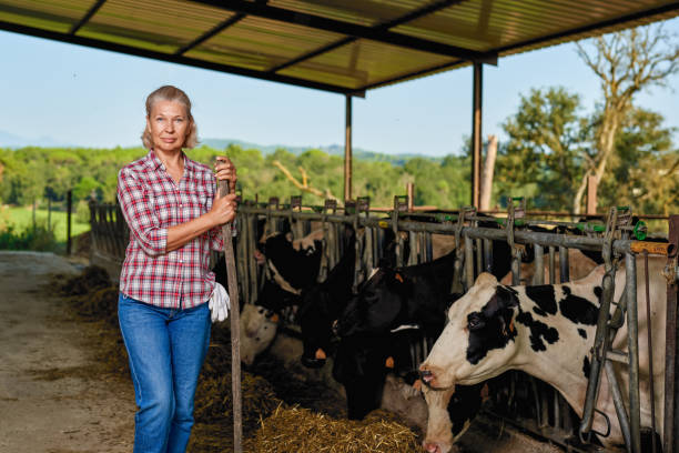 istock Farmer woman is working on farm with dairy cows 1269540315