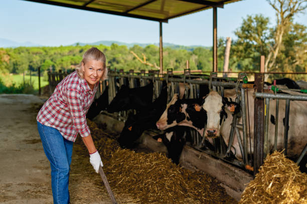 istock Farmer woman is working on farm with dairy cows 1269540329
