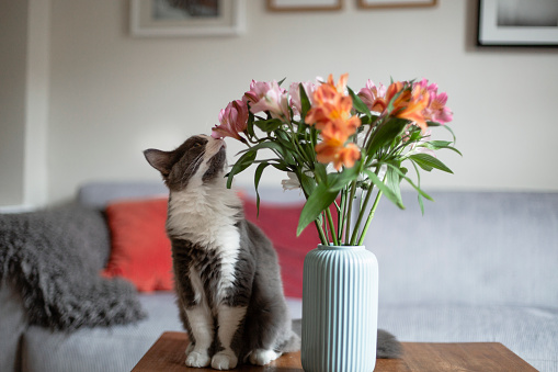 domestic cat, bunch of flowers, living room, bouquet