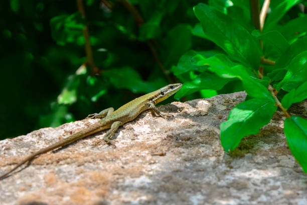 istock lizard in the garden 1269543512