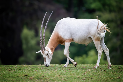 Scimitar-horned oryx, oryx dammah, grazing in a wildlife park. Extinct in the wild until recently, when captive breeding programs started to reintroduced animals to their natural habitat.
