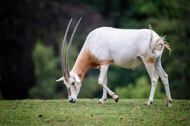 мужской scimitar-рогатый ойкс, oryx дамма, выпаса в парке дикой природы - scimitar стоковые фото и изображения