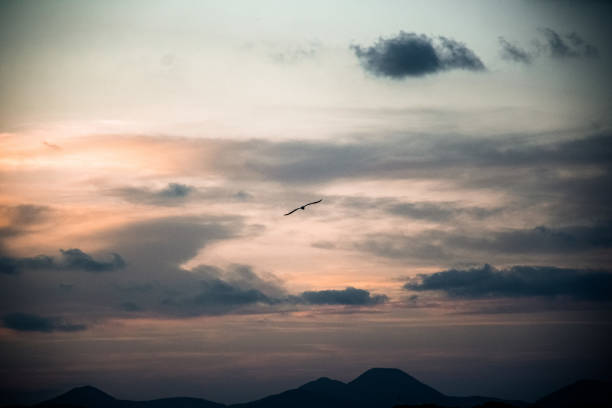 Bird flying over dramatic sky during sunset with mountains on the background