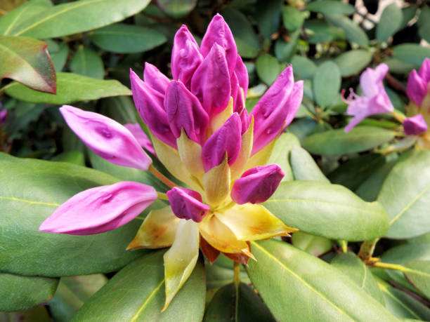 istock Purple flower buds and green leaves 1269545799