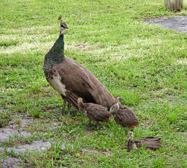 istock Peacock (Pavo cristatus) female and her young birds in the grass 1269546880