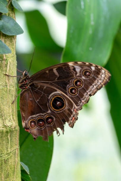 istock Macro shots, beautiful butterfly 1269546936