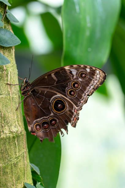 istock Macro shots, beautiful butterfly 1269547877