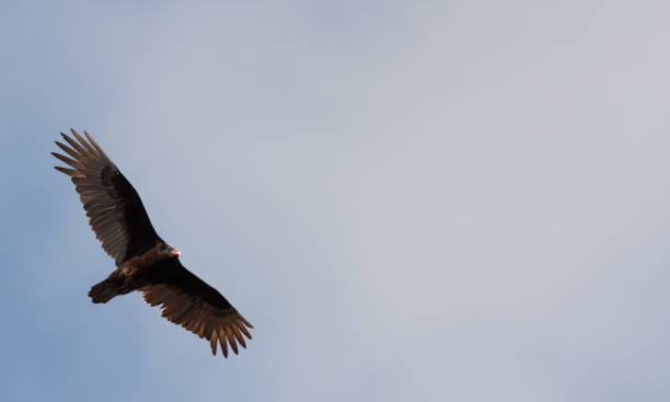 istock Turkey vulture flying in the sky from below 1269547952