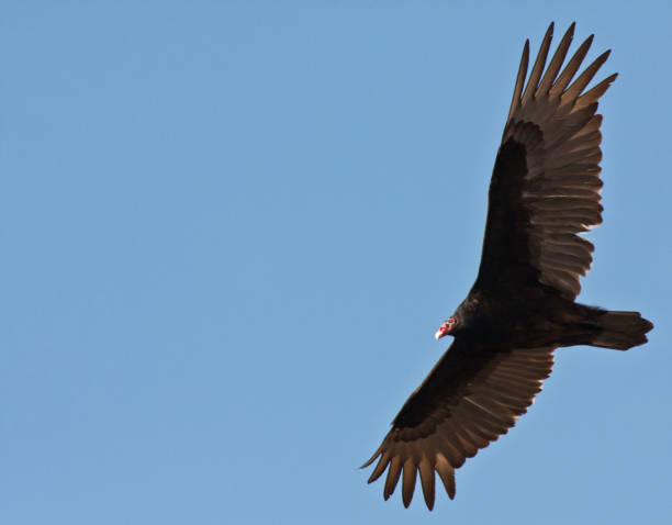 istock Turkey vulture flying in the sky from below 1269547968