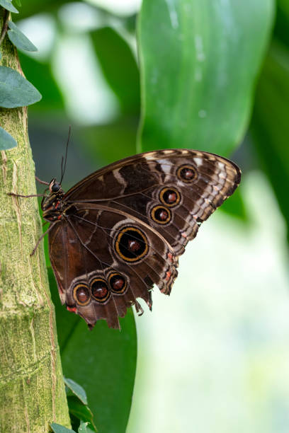 istock Macro shots, beautiful butterfly 1269547987