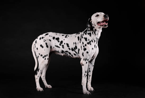 Dalmatian dog standing on a black background