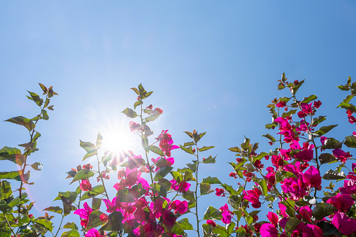 Bougainvillea flowers, sun and sky background