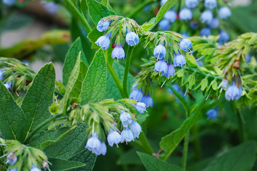 Small blue flower comfrey bell. Symphytum officinale. Medicinal plant. Selective focus