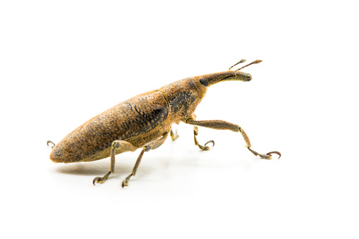 A close-up macro photo of an elongated bean weevil isolated on a white background. Photo taken in a studio. Weevil released straight after the photo shoot.