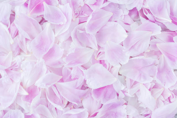 istock Pink gentle peony petals background. Romantic concept. 1269549299