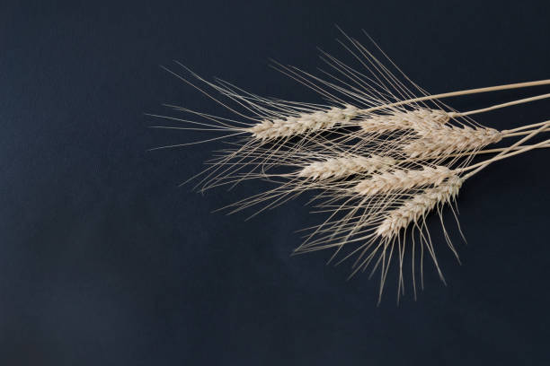 istock ripe wheat ears with grains lie  on black  background, copy space for text. Harvesting time, 1269549376