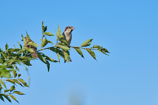 Sparrow on branch, copy space. Little urban bird. Sparrow bird wildlife. Birdwatching and ornithology. Blue sky background.