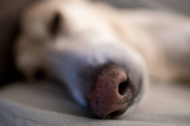 istock Senior dog sleeping on couch 1269550608