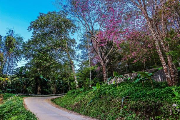 istock Wild Himalayan cherry , Chiang Rai , thailand 1269550917