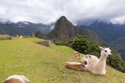 Llama at ruins of the  City of Machu Picchu, in Peru