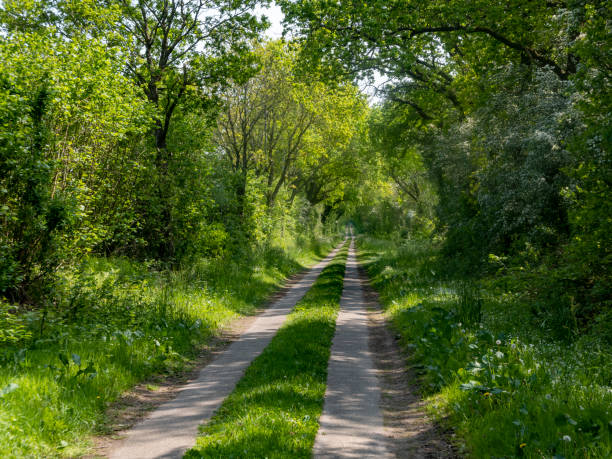 istock Dirt road in spring in Schleswig-Holstein 1269551813