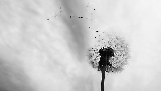 Dandelion seeds blown away, black and white photography.