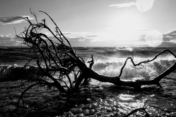 istock Driftwood and a stormy Lake 1269552916
