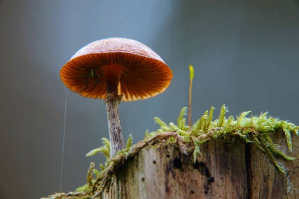 istock Spider under brown hemispherical mushroom cap, mushroom stands on tree trunk on which green moss grows. Germany 1269553214