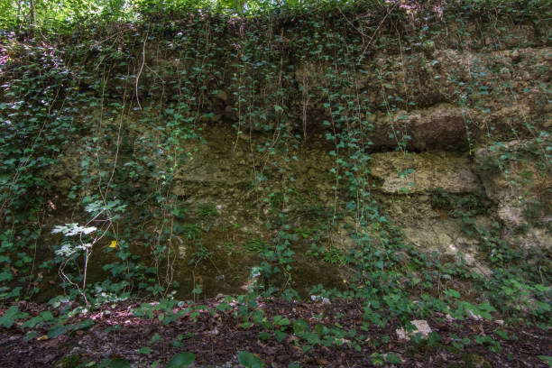 istock haging plants on a rock face 1269554388