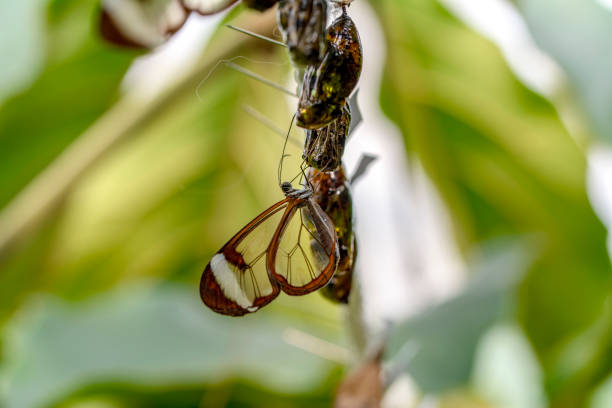 istock butterflies chrysalis on a branch 1269555632