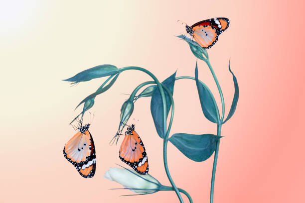 istock Macro shots, beautiful butterfly 1269555984