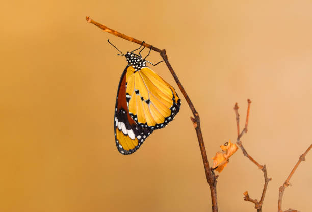 istock Macro shots, beautiful butterfly 1269556528