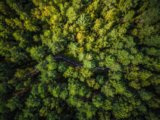 istock Footpath in the forest. Aerial shot. Directly above 1269556534