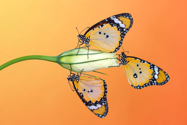 istock Macro shots, beautiful butterfly 1269557092