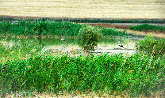 Summer landscape from Anatolia, Turkey Ankara Polatli