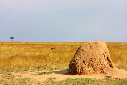 Landscape with a big termite arena nest