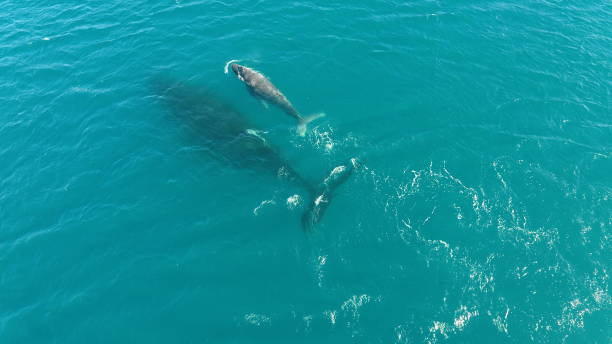 istock Whales in the Sea 1269557865
